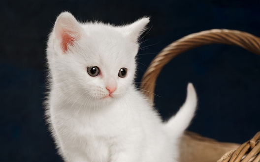 Обои на рабочий стол Маленький белый котенок