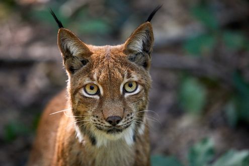 Обои на рабочий стол Рысь на размытом фоне