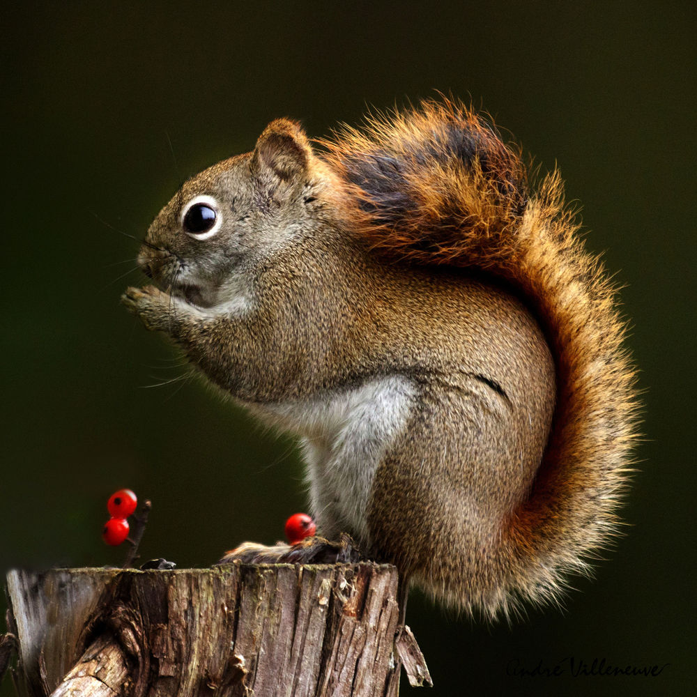Обои для рабочего стола Белка стоит на пне на задних лапках, by Andre Villeneuve