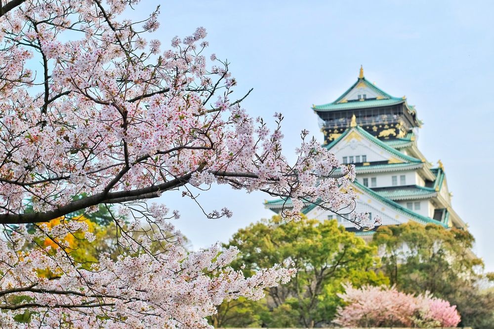 Обои для рабочего стола Цветущая сакура у Замка в Осаке / Osaka, Япония / Japan, Япония, фотограф Bagus Pangestu