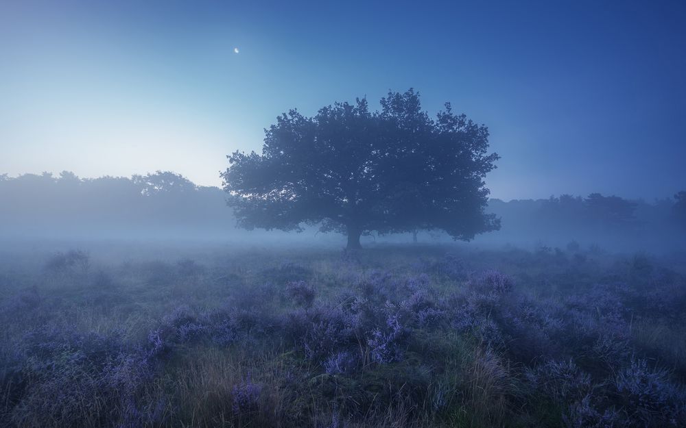 Обои для рабочего стола Одинокое дерево в поле с лавандой туманным утром, фотограф Albert Dros