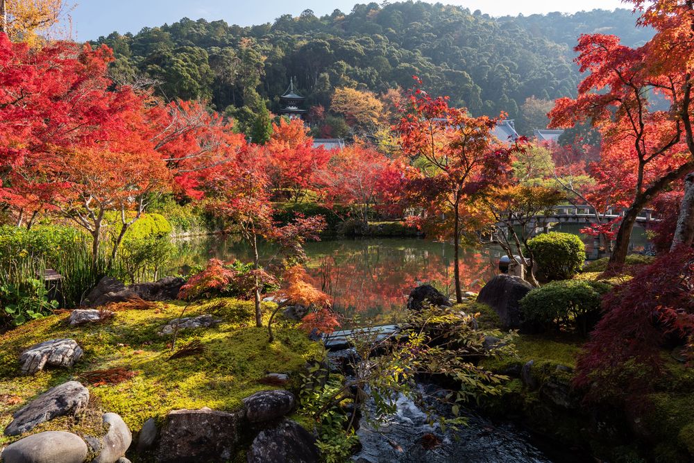 Обои для рабочего стола Пруд в окружении осенних деревьев в парке, Kyoto / Киото, Japan / Япония