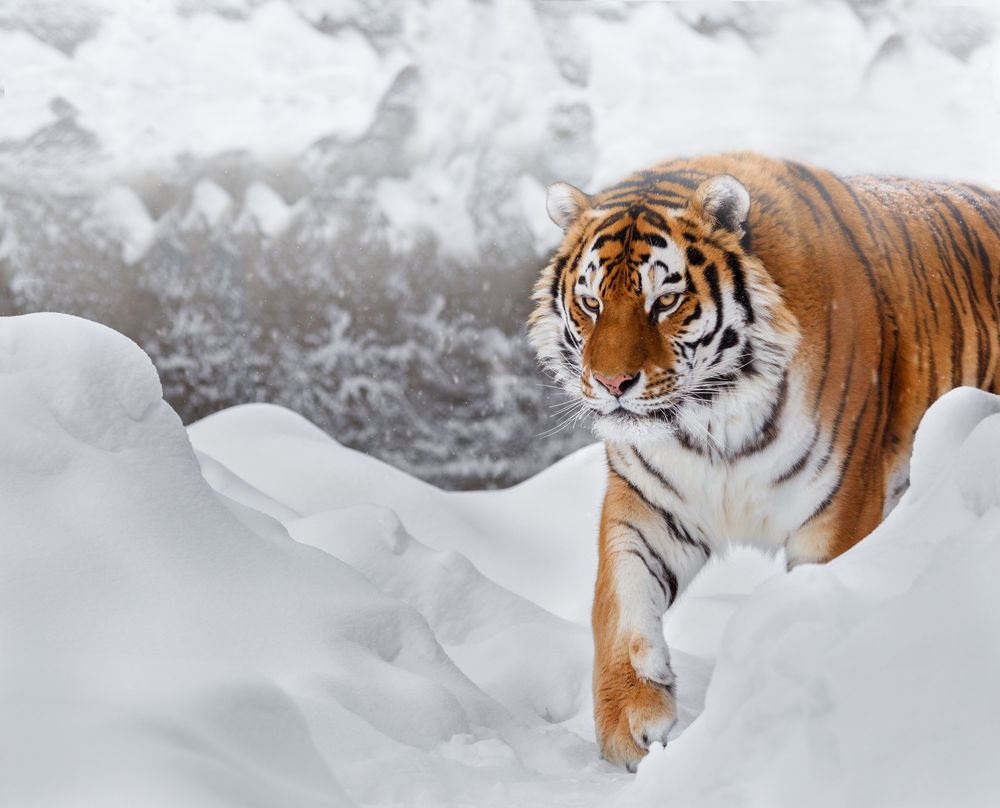 Обои для рабочего стола Амурский тигр идет по снегу, фотограф Олег Богданов