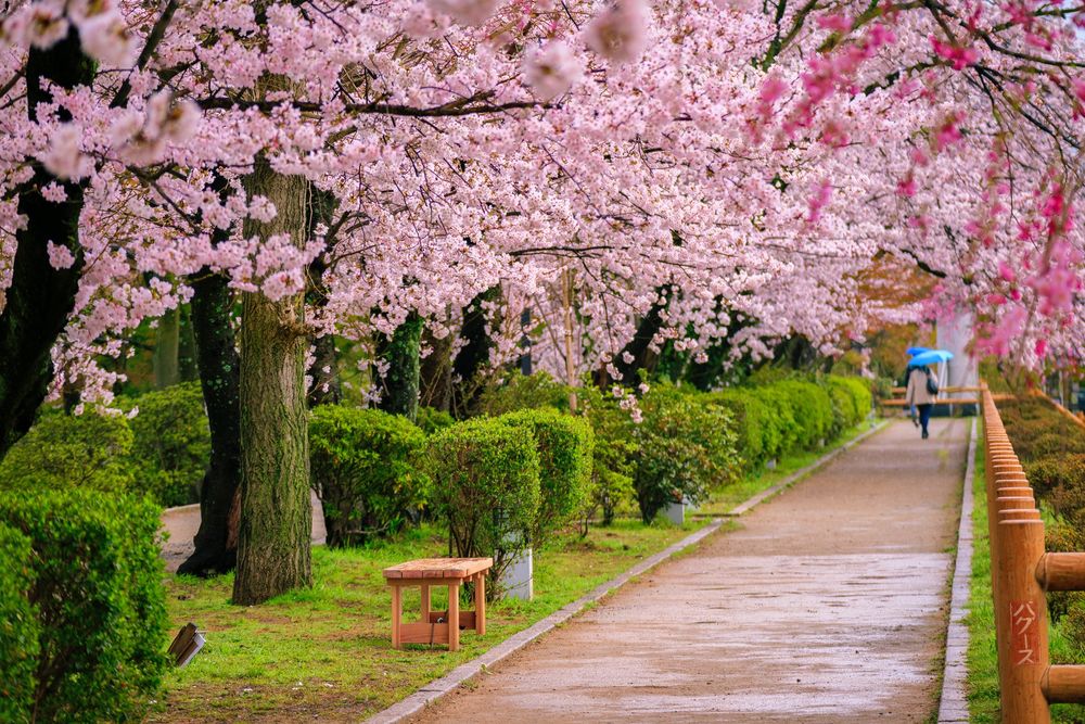 Обои для рабочего стола Аллея с весенними цветущими деревьями сакуры