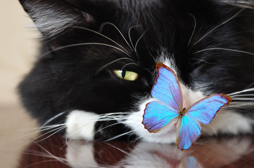 Обои для рабочего стола Голубая бабочка сидит на носу черно-белой кошки