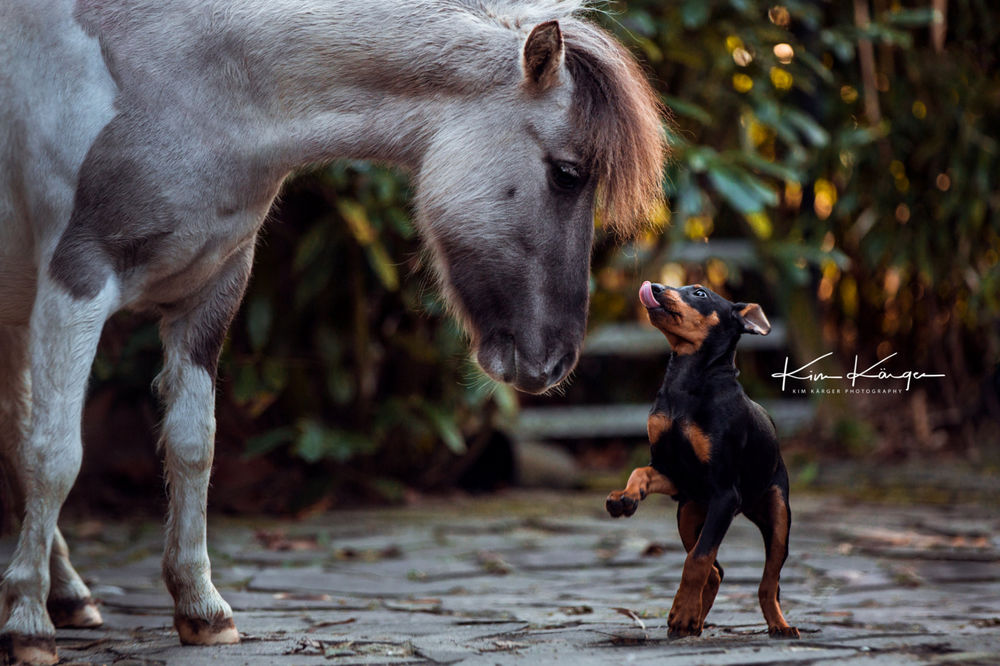 Обои для рабочего стола Собака породы карликовый пинчер стоит перед лошадью, by Kim Kаrger Photography