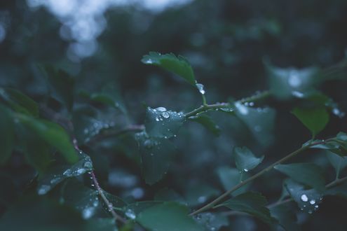 Обои на рабочий стол Зеленые листья в капельках воды, by Joanna Malinowska