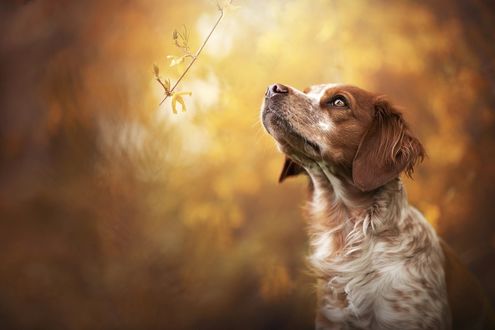 Обои на рабочий стол Собака смотрит вверх, by Anne Geier