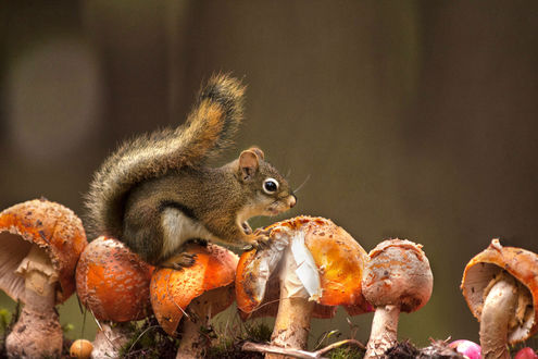 Обои на рабочий стол Белочка сидит на грибах, by Andre Villeneuve