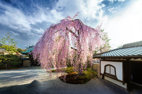 Обои на рабочий стол Цветущая весенняя сакура и сад камней у дома, Japan / Япония