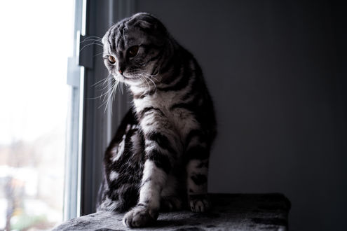 Обои на рабочий стол Шотландский вислоухий кот