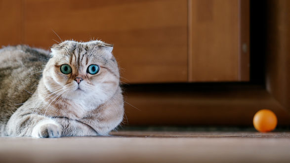 Обои на рабочий стол Шотландский вислоухий кот лежит на полу