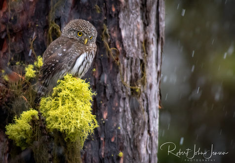 Обои на рабочий стол Сова на дереве под дождем, by Robert John Jensen Photography