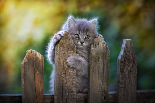Обои на рабочий стол Котенок на заборе, фотограф Коротун Юрий