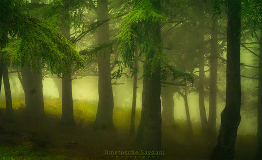 Обои на рабочий стол Зеленеющий лес в туманной дымке, by Saydani Hmetosche