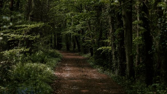Обои на рабочий стол Тропинка в лесу, by Annie Spratt