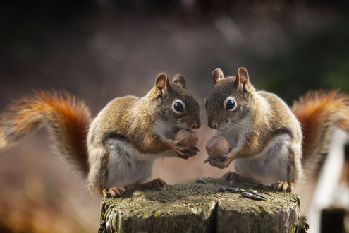 Обои на рабочий стол Две белочки с желудями в лапках стоят на пне, by Andre Villeneuve