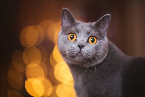 Обои на рабочий стол Британская короткошерстная кошка на размытом фоне с бликами