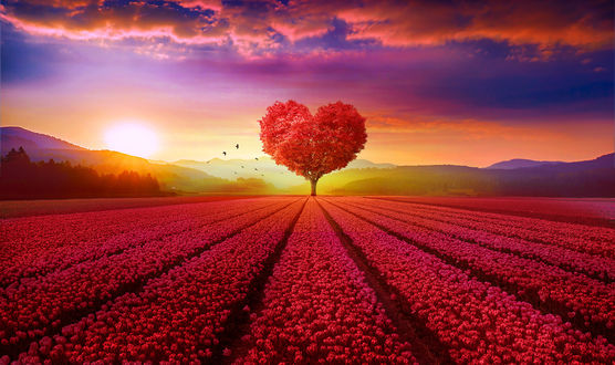 Обои на рабочий стол Heart tree / Дерево-сердце среди цветочной плантации на закате, by ElenaDudina