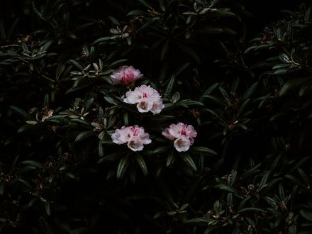 Обои на рабочий стол Куст с розовыми цветами, фотограф Annie Spratt