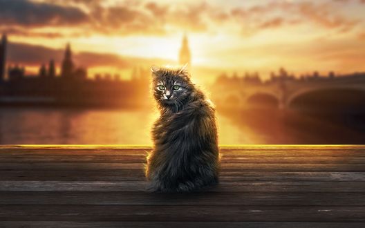 Обои на рабочий стол Пушистый кот сидит в солнечном свете, by alpha visuals