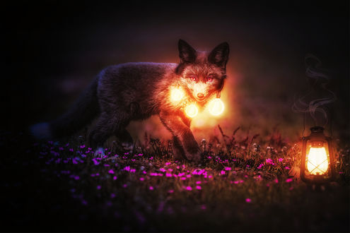 Обои на рабочий стол Лиса со светящимися шарами, by 0l-Fox-l0