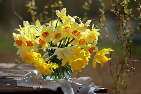 Обои на рабочий стол :Желтые нарциссы на белом полотенце на деревянном столе