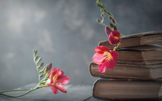 Обои на рабочий стол Цветы фрезии на книге