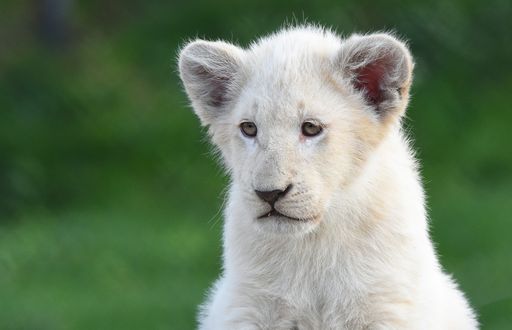 Обои на рабочий стол Белый львенок на размытом фоне