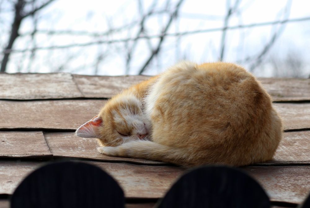 Обои для рабочего стола Рыжая кошка спит на крыше, фотограф Adina Voicu