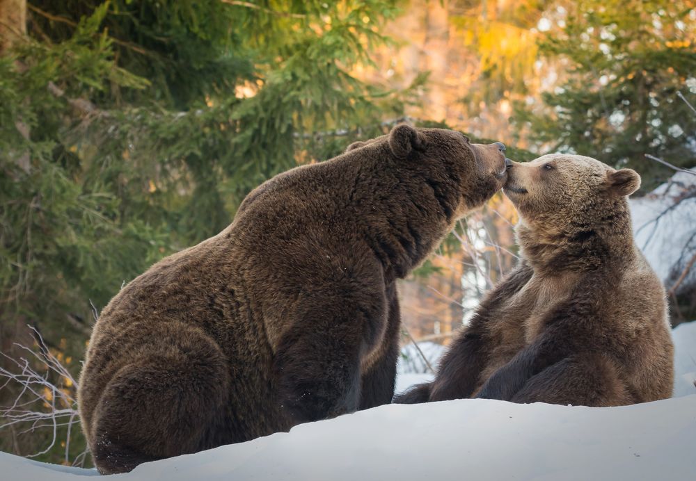 Обои для рабочего стола Медвежья пара в зимнем лесу