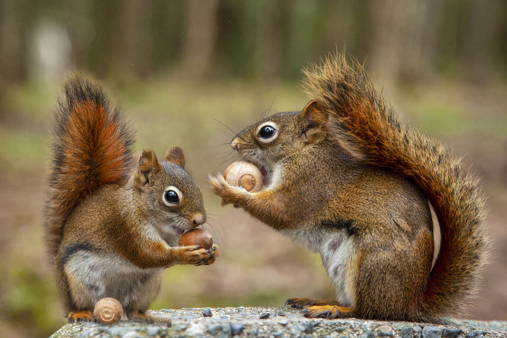 Обои для рабочего стола Две белочки с желудями, by Andre Villeneuve