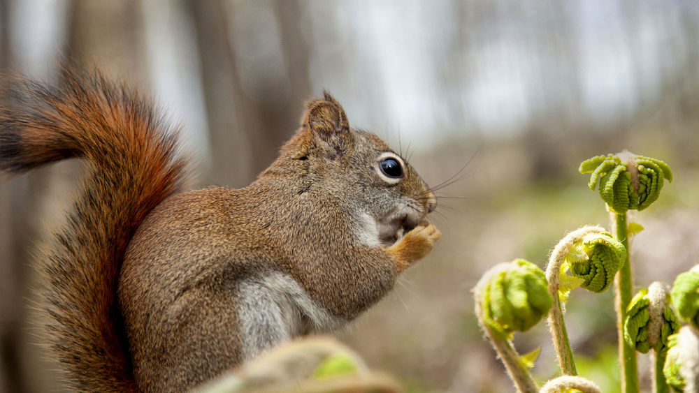 Обои для рабочего стола Белочки стоит у растения, by Andre Villeneuve