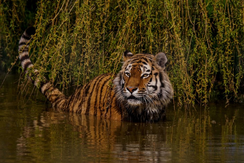 Обои для рабочего стола Тигр стоит в воде у берега