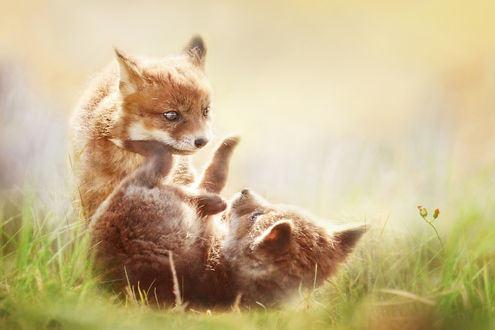 Обои на рабочий стол Играющие на траве лисята, фотограф Joke Hulst