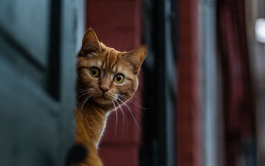 Обои на рабочий стол Выглядывающий рыжий кот, фотограф David Peters