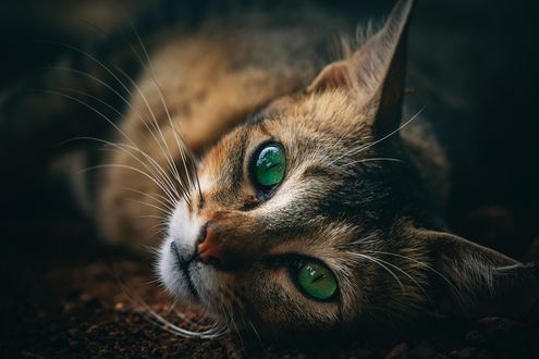 Обои на рабочий стол Зеленоглазая кошка, фотограф Trison Thomas