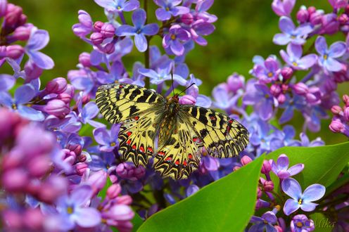 Обои на рабочий стол Бабочка на сирени
