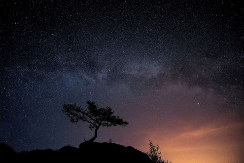 Обои на рабочий стол Одинокое дерево на фоне ночного неба. Фотограф Леонид Максименко