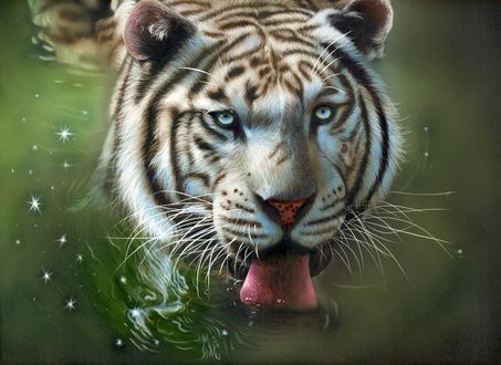 Обои на рабочий стол Тигр лакающий воду, арт by shonechacko