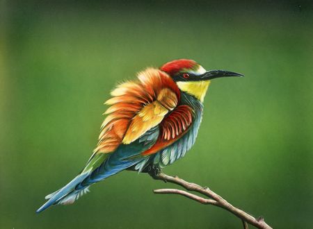 Обои на рабочий стол Яркая птица сидит на ветке, арт by shonechacko