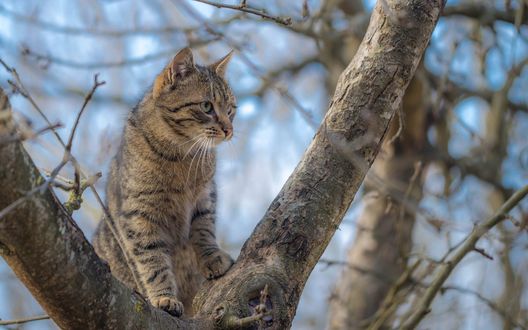 Обои на рабочий стол Серый с полосками кот сидит на дереве и внимательно смотрит в сторону