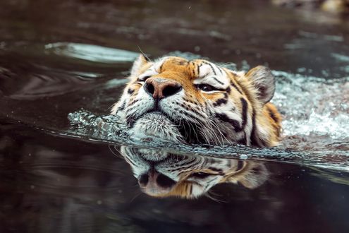 Обои на рабочий стол Тигр в воде