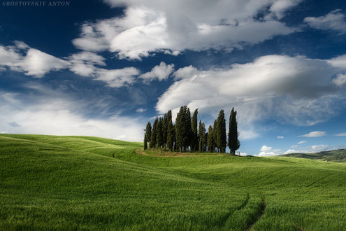 Обои на рабочий стол Кипарисы на горизонте, Tuscany / Тоскана, Италия. Фотограф Ростовский Антон