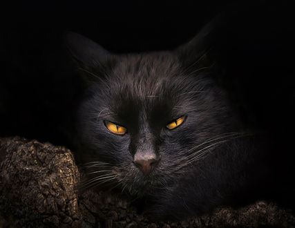 Обои на рабочий стол Черная кошка с желтыми глазами, by Giorgio Raspa
