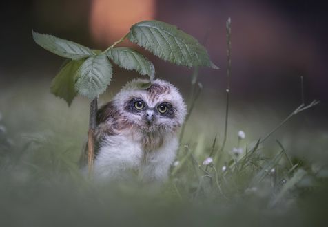 Обои на рабочий стол Сова сидит под листочками, by Tanja Brandt