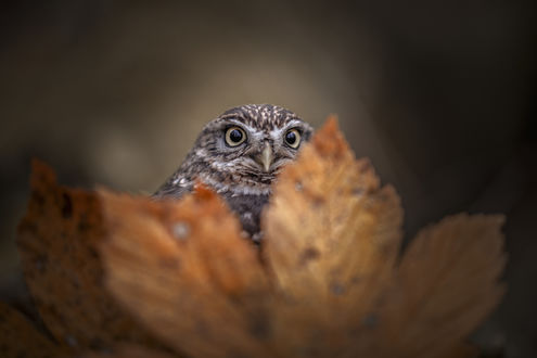 Обои на рабочий стол Сова выглядывает из-за листа, by Tanja Brandt