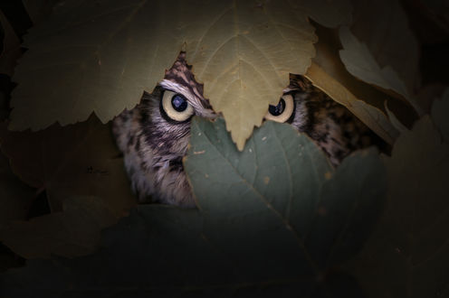 Обои на рабочий стол Сова спряталась за листьями, by Tanja Brandt