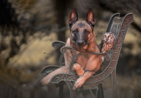 Обои на рабочий стол Сова и собака породы овчарка на лавочке, by Tanja Brandt