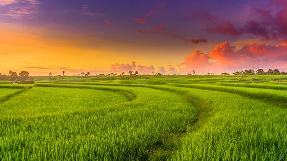 Обои на рабочий стол Рисовые террасы Индонезии / Indonesia, фотограф Rahmad Himawan